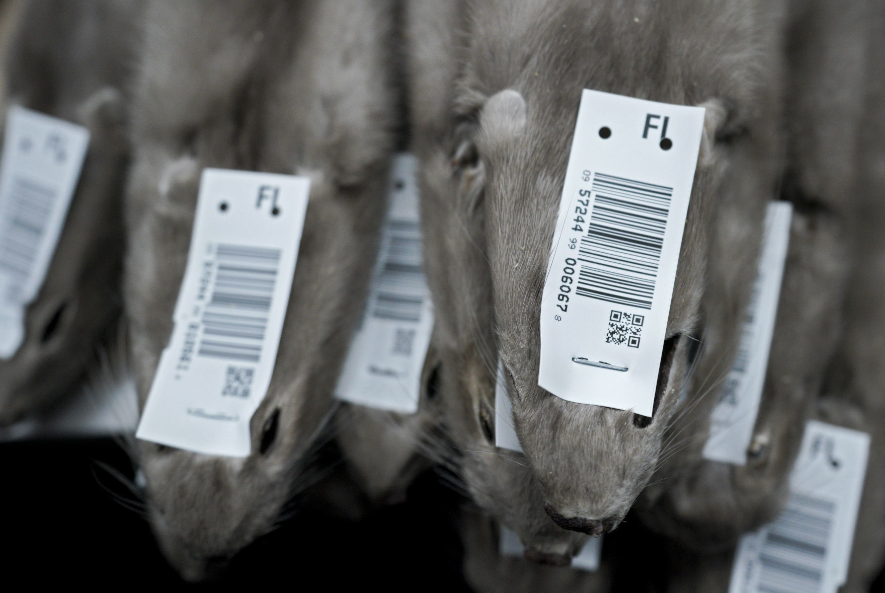 Saga Furs